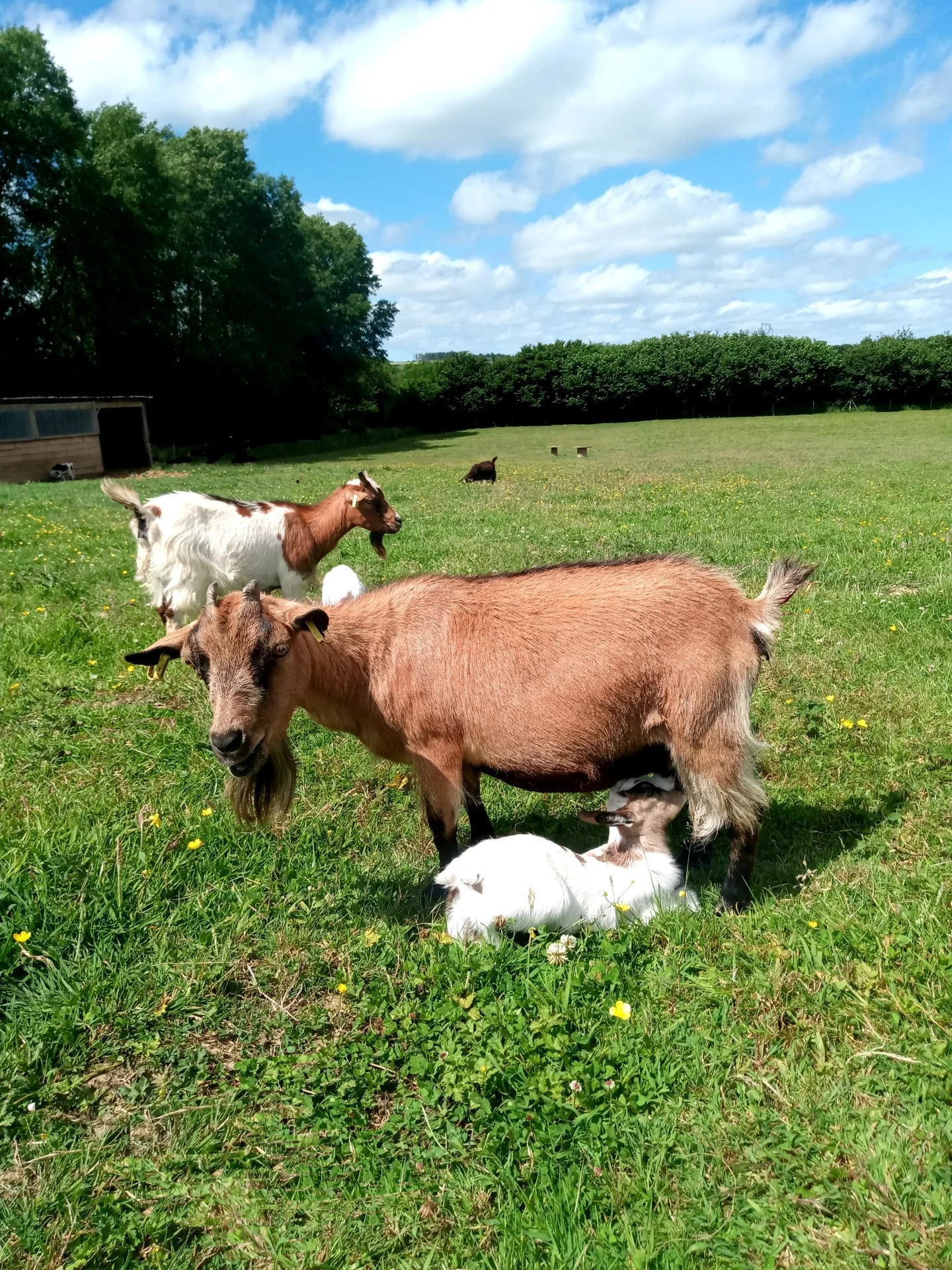 Roussette et son chevreau